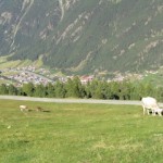 An Alpine scene complete wth a cow "An Alpine scene complete wth a cow in Tyrol"
