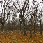 "Part of the forest around El Escorial for Cercedellia dreaming near Madrid"