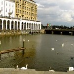 Swans and ducks on the Binnenalster "Swans and ducks on the Binnenalster"