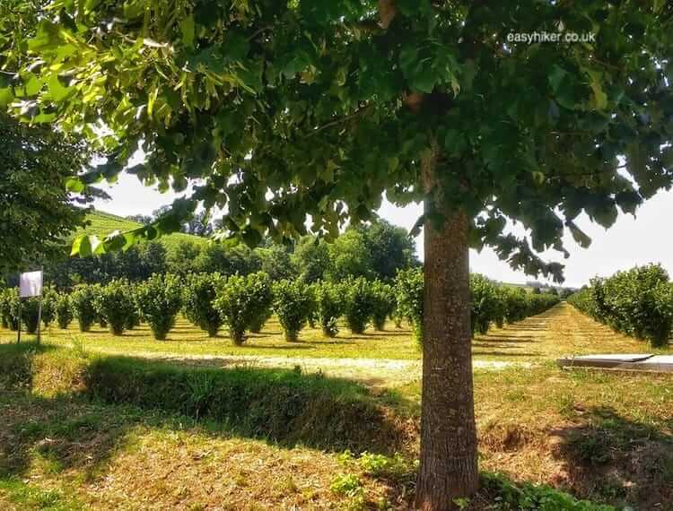 Fine Wines and Fine Views of the Langhe
