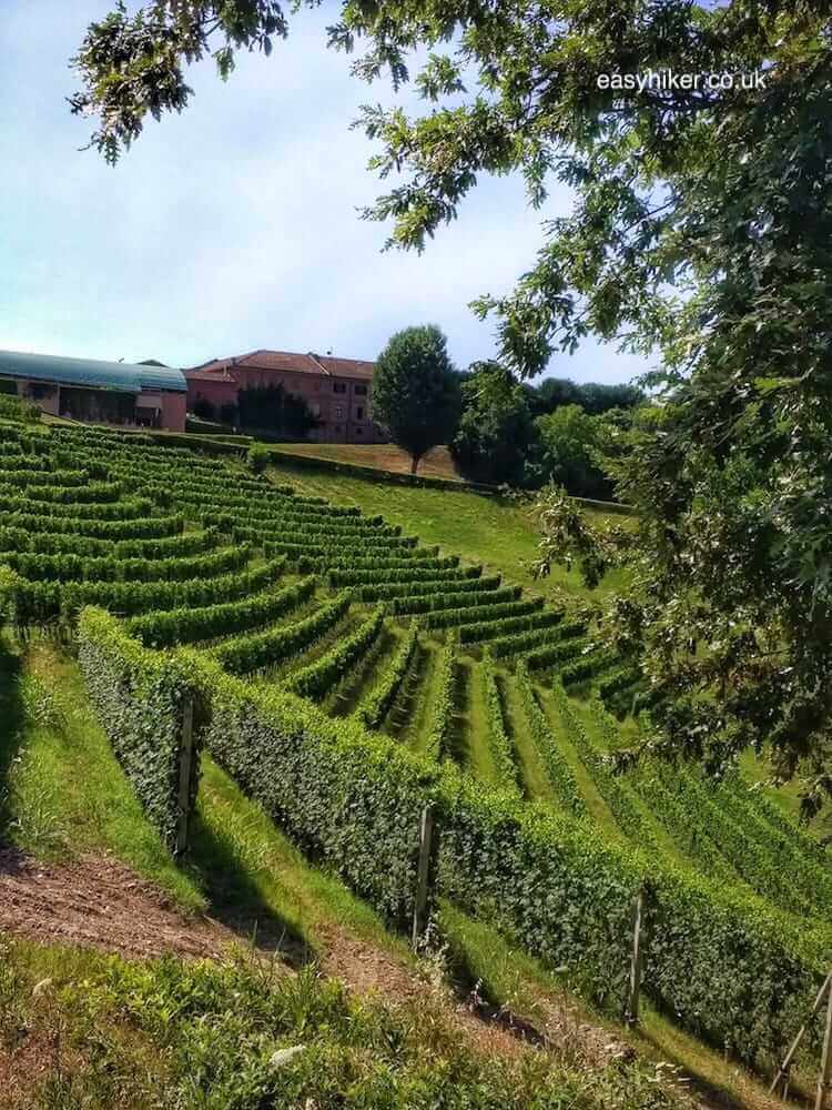 Fine Wines and Fine Views of the Langhe